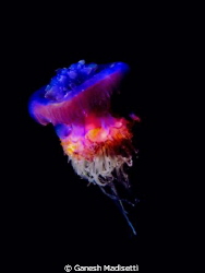 Got this on a night dive inside Port Ghalib using my Cano... by Ganesh Madisetti 